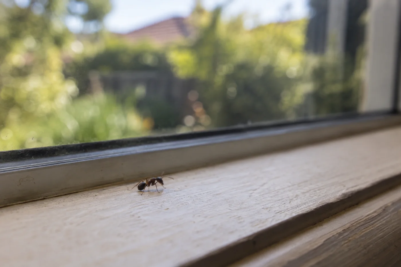 Small household ant on a pale timber windowsill