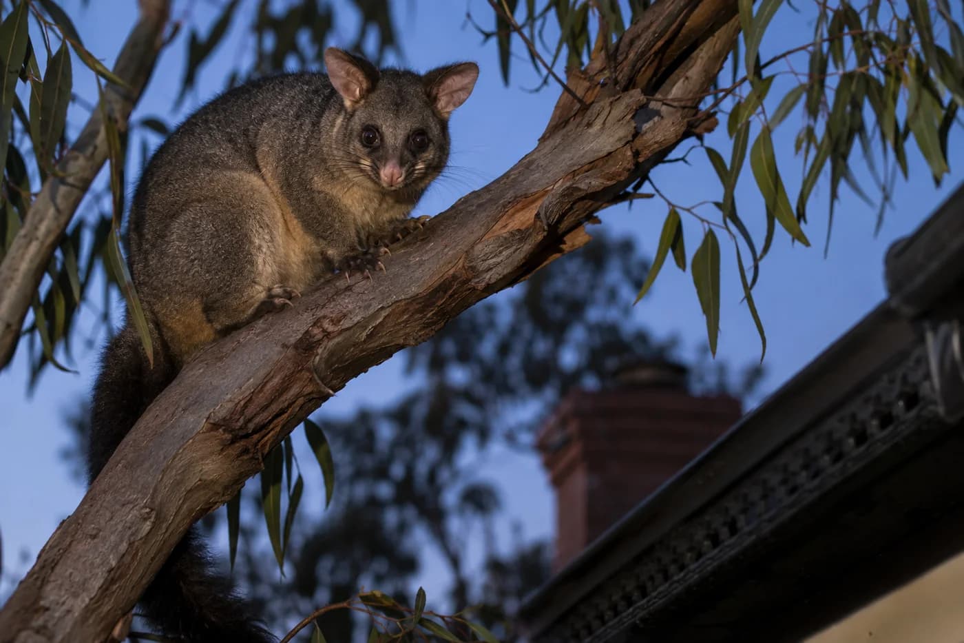 Brushtail possum on a gum-tree branch near a terrace roof at dusk