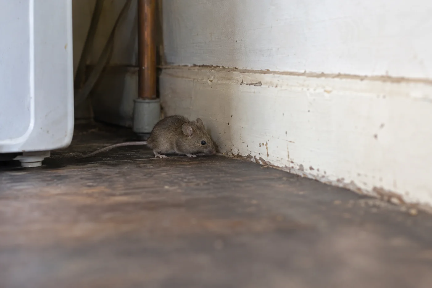 House mouse beside an old timber skirting board